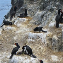 Nestling Cormorants